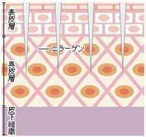 ダーマローラー　美容液浸透